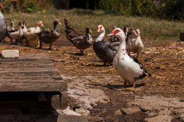 village farm ducks on the wild grass