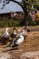 village farm ducks on the wild grass