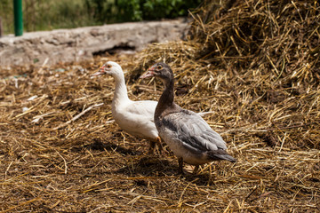 village farm ducks on the wild grass