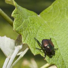 Japanese beetle
