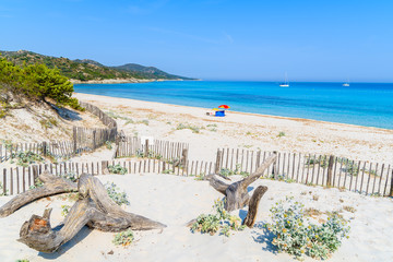 Dry tree trunks on Saleccia beach with azure sea water near Saint Florent, Corsica island, France