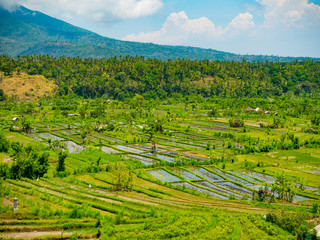 Rice fields on terrace © Netfalls