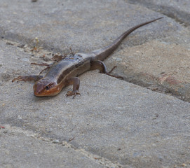Skink on bricks
