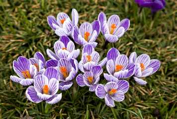 Purple and White Crocus in Bloom