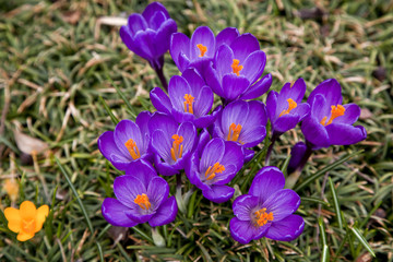 Fototapeta premium Purple Crocus at Springtime