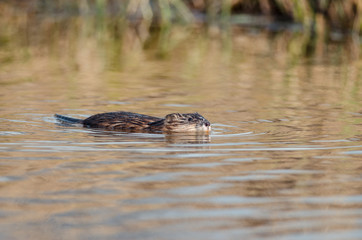 Muskrat swimming in the water. Russian nature