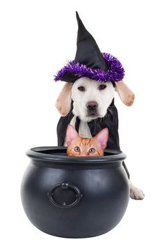 Halloween Pets Cat and Dog Witch Dressed Up in Costume