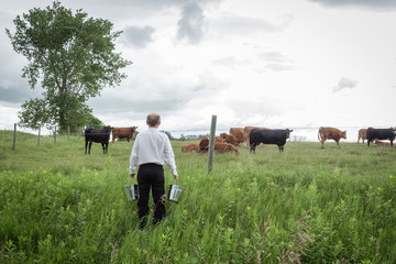 horizontal image of a man in black pants and white shirt carrying two silver pails in tall green grass to the pasture with cows looking on under a cloudy sky in the summer time. - Powered by Adobe