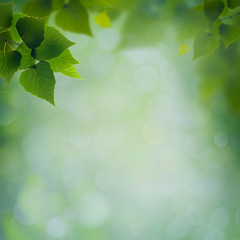 Fototapeta na wymiar abstract natural backgrounds with green foliage and beauty bokeh