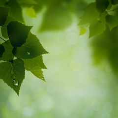 Fototapeta na wymiar Abstract natural backgrounds. Green leaves with morning dew