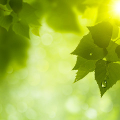 Abstract natural backgrounds. Green leaves with morning dew