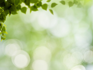 abstract natural backgrounds with green foliage and beauty bokeh