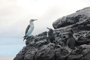 Blue Footed Booby with Penguins