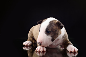 bull terrier