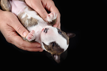 bull terrier