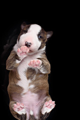 bull terrier