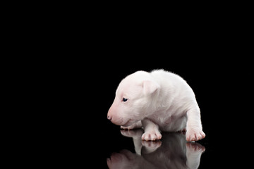 Bull Terrier puppy in decorated studio