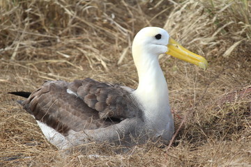 Waved Albatross