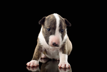 bull terrier