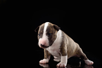 bull terrier