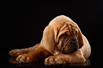 Dogue de Bordeaux puppy