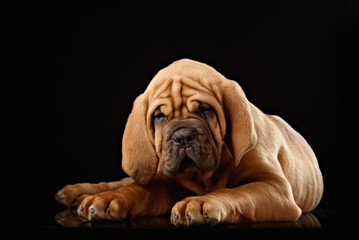 Fototapeta na wymiar Dogue de Bordeaux puppy