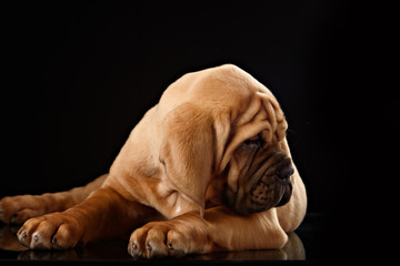 Dogue de Bordeaux puppy
