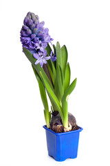 Blue hyacinth in the pot, isolated on white background