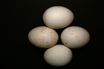 duck eggs on black background