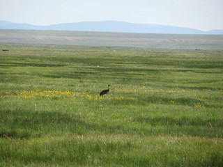 Crane in Wild Flowers