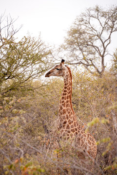 female giraffe