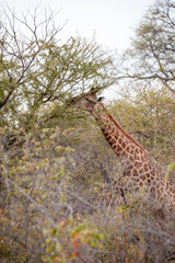 female giraffe