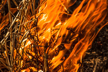 Forest fire