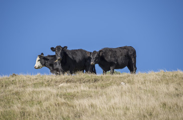 3 Young steers on the crst of a hill. two look curiously at the camera while one is grazing. One...