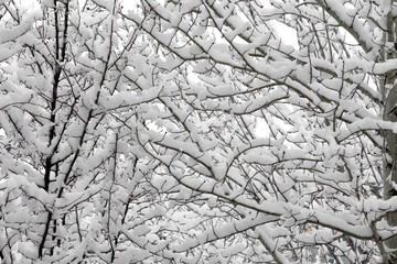 Full frame tree branches covered in snow