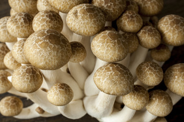 Shimeji mushrooms shot a wooden background at an angle close-up