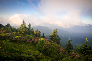 The spring rhododenron blooms at grassy ridge in the Roan Highlands of the Blue Ridge Mountains were spectacular this year. - 87479835