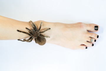Tarantula on Leg