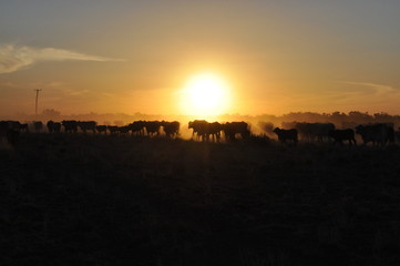 Sunset cattle muster at Brewarrina