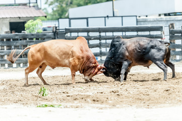 Bull fighting