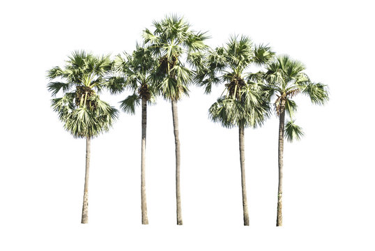 Asian Palmyra palm, Toddy palm, Sugar palm, Cambodian palm, palm