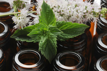 Mentha Mynte Menta Դաղձ ミント Myntur პიტნა Μέντα Mint نعناع Mintut נענע Minzen Mięta Мята Myntasläktet Nane 薄荷 புதினா © Comugnero Silvana