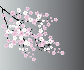 cherry blossom