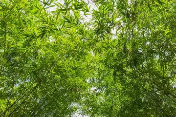 Fotobehang Bamboe Asian Bamboo forest