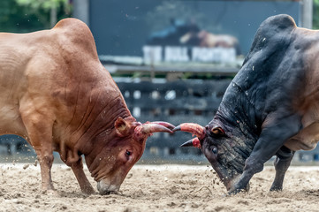 Bull fighting