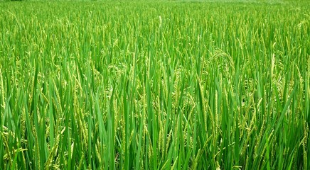Lush and Green Rice Field