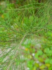 Close-up Pine Tree