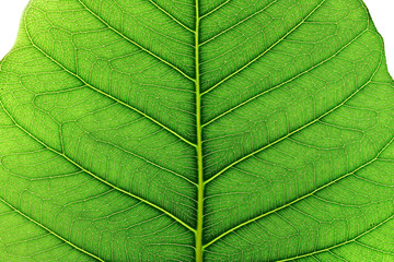 pho leaf