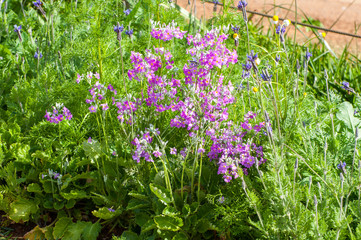 Beautiful flower in garden background