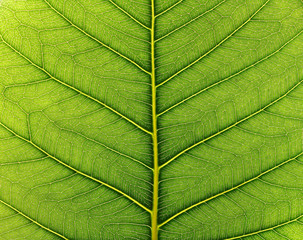 Obraz premium pho leaf